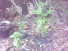 SP_A0394.jpg