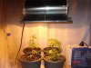 plants 019.jpg