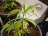 plants 016.jpg