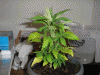 Picture-091.gif