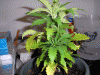 Picture-092.gif