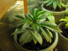 Picture-094.gif