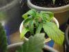 Picture-095.gif