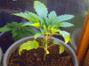 Picture-098.gif