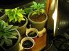 Picture-104.gif