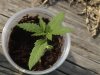 marijuana 005.jpg