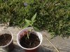 marijuana 001.jpg