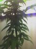 04-01-08_2154.jpg