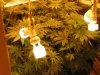 D21 New Lights.jpg