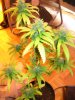 56 - Bushy.jpg