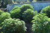 PLANT TO CLOSE OR DENCE 10 .jpg