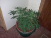 IMG00154.jpg