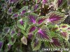 Coleus_scutellarioides.jpg