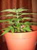 100_0502.jpg
