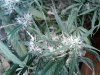 IMG00136-20100814-0957.jpg