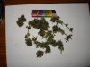 DSC01557.jpg