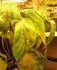 jalapeno spots.jpg