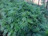 White Widow Aug 1, 2010.jpg White Widow Aug 1, 2010.jpg