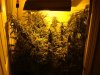 nuggs 001.jpg