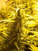 nuggs 009.jpg