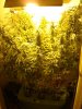 nuggs 015.jpg