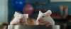 mice.jpg mice.jpg