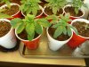 august 2010 seedlings 002.jpg