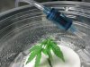 DWC Clone 1 Air Filter.jpg DWC Clone 1 Air Filter.jpg