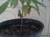 Vegetative day 31.jpg Vegetative day 31.jpg