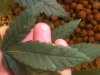browning leaf.jpg