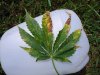 DSC00147.jpg