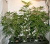 H grow.jpg