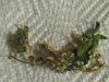 bud problem.jpg bud problem.jpg
