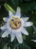 trippy flower.jpg trippy flower.jpg