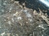 IMG00635-20100817-1506.jpg