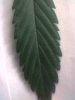 ghs_cheese_leaves.jpg