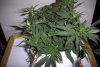 flower_day_6_8.jpg