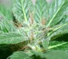 the actual bud.jpg