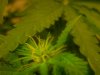 DSCN5518.jpg