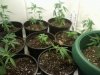 ourgarden.jpg ourgarden.jpg