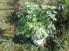 DSC00159.jpg