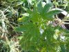 DSC00163.jpg
