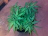 Girlies - 200810 003.jpg