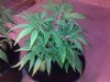Girlies - 200810 005.jpg
