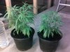 Girlies - 200810 004.jpg