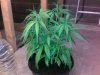 Girlies - 200810 002.jpg