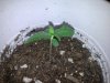 Photo0263.jpg