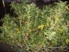 largeflower2.jpg largeflower2.jpg
