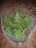 medflower1.jpg medflower1.jpg