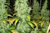 trainwreck day 57(d).jpg